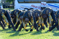 2017 Madison Scouts